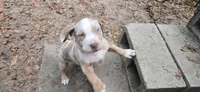 Little bit , a female American Bully for sale in Sumterville, FL – Photo 2 of 5