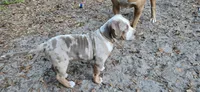 Little bit , a female American Bully for sale in Sumterville, FL – Photo 5 of 5