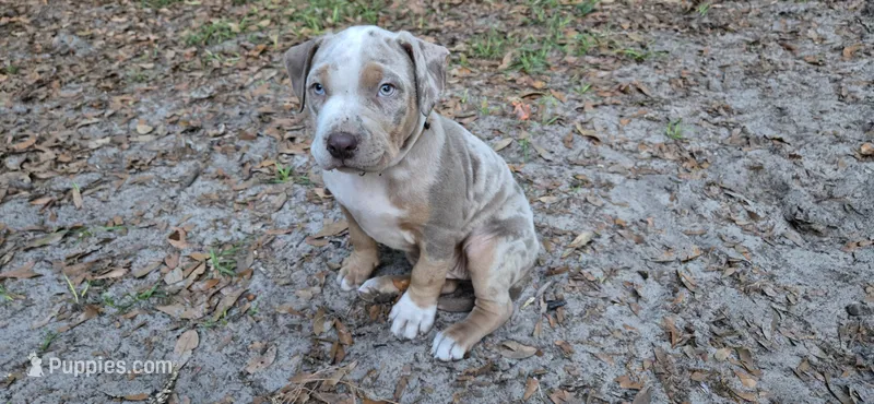 Little bit  – American Bully puppy for sale in Sumterville, FL