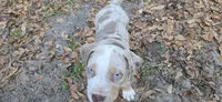 Little bit , a female American Bully for sale in Sumterville, FL – Photo 3 of 5