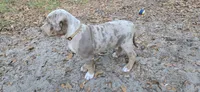 Little bit , a female American Bully for sale in Sumterville, FL – Photo 4 of 5