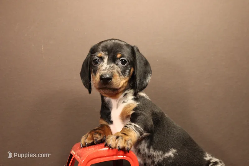 R2 – Miniature Dachshund puppy for sale in Wisner, LA