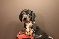 R2, a male Miniature Dachshund for sale in Wisner, LA – 1 of 2