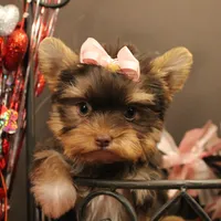 M2(teacup), a female Yorkshire Terrier for sale in Wisner, LA – Photo 1 of 2