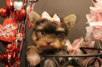 M2(teacup), a female Yorkshire Terrier for sale in Wisner, LA – Photo 1 of 2
