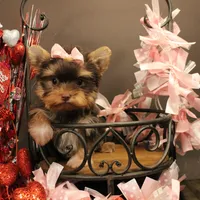 M2(teacup), a female Yorkshire Terrier for sale in Wisner, LA – Photo 2 of 2