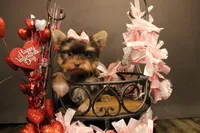 M2(teacup), a female Yorkshire Terrier for sale in Wisner, LA – Photo 2 of 2