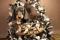 X1, a male Miniature Dachshund for sale in Wisner, LA – 2 of 2
