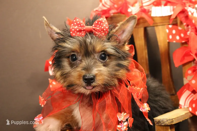 C2 – Yorkshire Terrier puppy for sale in Wisner, LA
