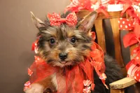 C2, a female Yorkshire Terrier for sale in Wisner, LA – 1 of 2
