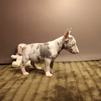 C2(blue merle), a female Miniature Bull Terrier for sale in Wisner, LA – Photo 2 of 3