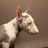 C2(blue merle), a female Miniature Bull Terrier for sale in Wisner, LA – Photo 1 of 3