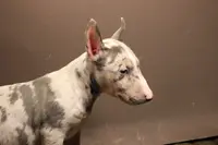 processed/1c7bb6f1-c58a-4c5e-8dbd-2546c3973284/listing/172a4615-657c-40ca-a69a-88a1107c1d03/ccd2c589-d836-4a04-8c1f-c215a03061b3