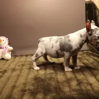 C2(blue merle), a female Miniature Bull Terrier for sale in Wisner, LA – Photo 3 of 3