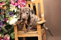 R3, a female Miniature Dachshund for sale in Wisner, LA – 2 of 2