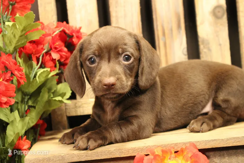R! – Miniature Dachshund puppy for sale in Wisner, LA