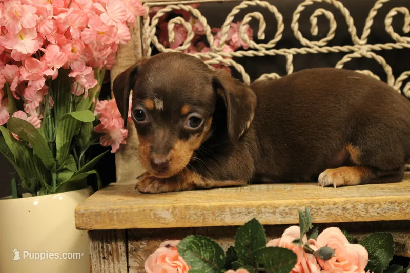 F3(dapple) – Miniature Dachshund puppy for sale in Wisner, LA
