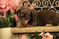 F3(dapple), a female Miniature Dachshund for sale in Wisner, LA – 1 of 3