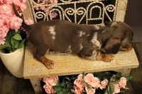 F3(dapple), a female Miniature Dachshund for sale in Wisner, LA – 3 of 3