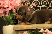 F3(dapple), a female Miniature Dachshund for sale in Wisner, LA – 2 of 3