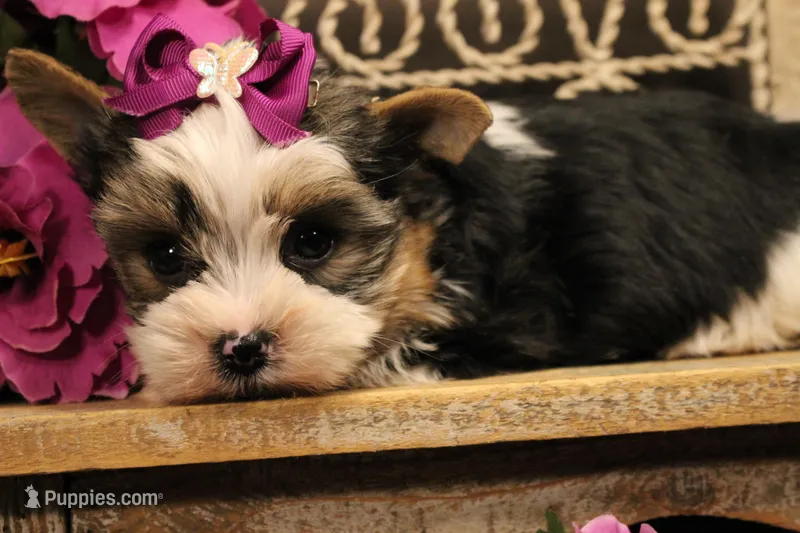 L3 – Yorkshire Terrier puppy for sale in Wisner, LA