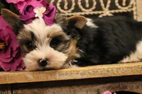 L3, a female Yorkshire Terrier for sale in Wisner, LA – 1 of 2
