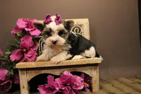L3, a female Yorkshire Terrier for sale in Wisner, LA – 2 of 2
