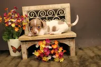 F4(dapple piebald), a female Miniature Dachshund for sale in Wisner, LA – 3 of 3