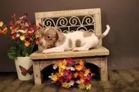 F4(dapple piebald), a female Miniature Dachshund for sale in Wisner, LA – 2 of 3