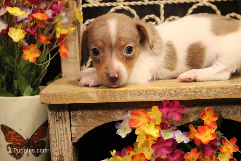 F4(dapple piebald) – Miniature Dachshund puppy for sale in Wisner, LA
