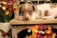 F4(dapple piebald), a female Miniature Dachshund for sale in Wisner, LA – 1 of 3