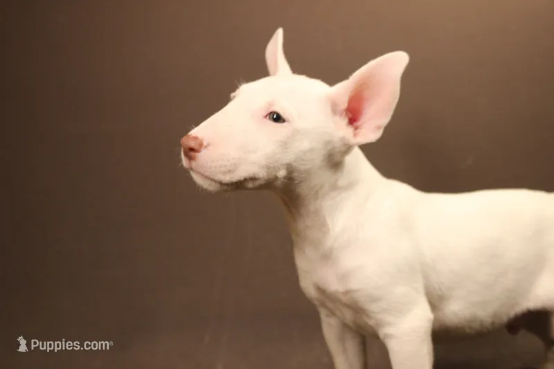 S5(white chocolate) – Miniature Bull Terrier puppy for sale in Wisner, LA