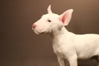 S5(white chocolate), a male Miniature Bull Terrier for sale in Wisner, LA – 1 of 3