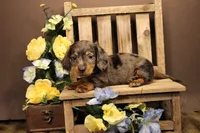 M2(LONGHAIR), a male Miniature Dachshund for sale in Wisner, LA – 2 of 2