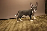 S3, a female Miniature Bull Terrier for sale in Wisner, LA – 3 of 3