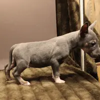 C3(blue), a female Miniature Bull Terrier for sale in Wisner, LA – Photo 3 of 3