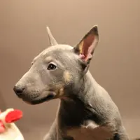 C3(blue), a female Miniature Bull Terrier for sale in Wisner, LA – Photo 1 of 3