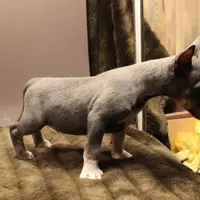 C3(blue), a female Miniature Bull Terrier for sale in Wisner, LA – Photo 2 of 3