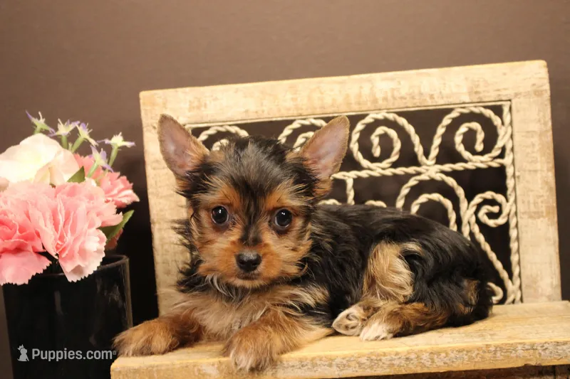 F1 teacup size(pending)