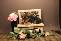 F1 teacup size(pending), a female Yorkshire Terrier for sale in Wisner, LA – Photo 2 of 2