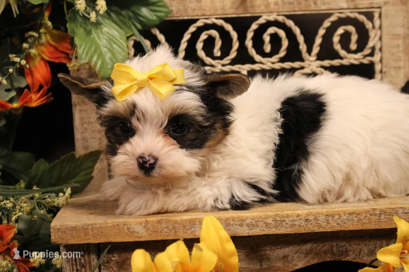 L1 – Yorkshire Terrier puppy for sale in Wisner, LA