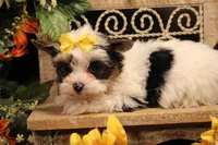 L1, a male Yorkshire Terrier for sale in Wisner, LA – 1 of 2