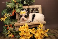 L1, a male Yorkshire Terrier for sale in Wisner, LA – 2 of 2
