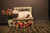 F1, a female French Bulldog for sale in Wisner, LA – 3 of 3