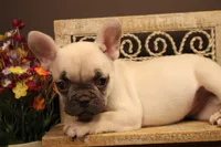 F1, a female French Bulldog for sale in Wisner, LA – 2 of 3
