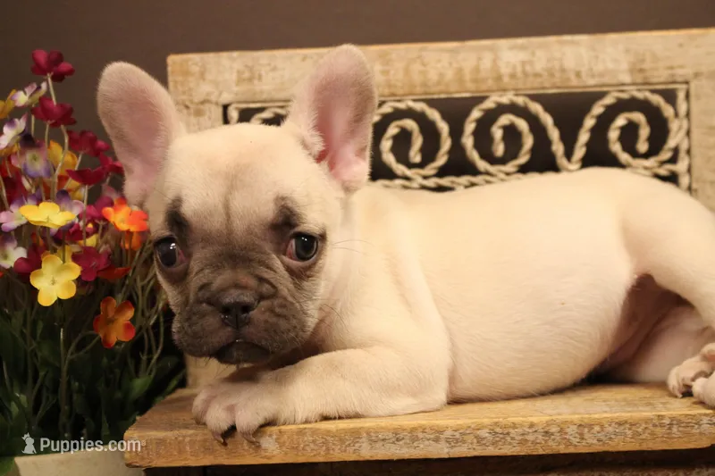 F1 – French Bulldog puppy for sale in Wisner, LA