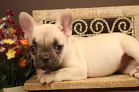 F1, a female French Bulldog for sale in Wisner, LA – 1 of 3