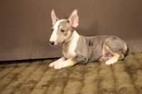 S4 merle, a female Miniature Bull Terrier for sale in Wisner, LA – 3 of 3