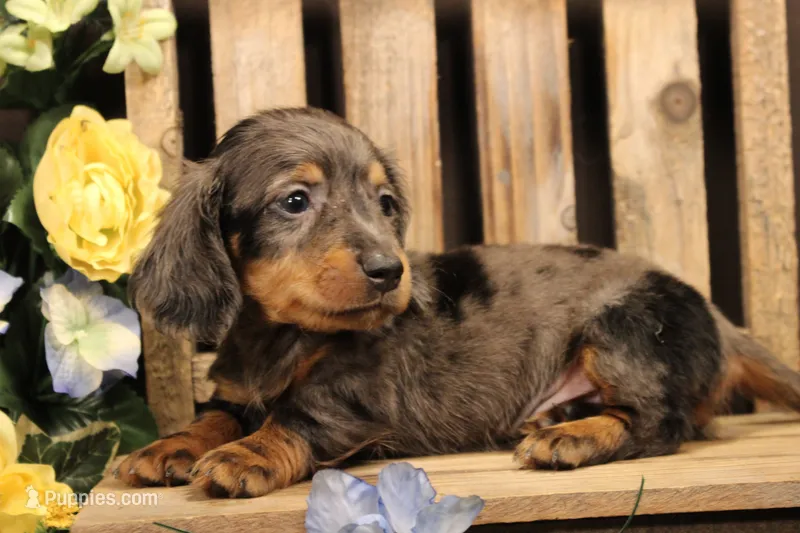 M2(LONGHAIR) – Miniature Dachshund puppy for sale in Wisner, LA