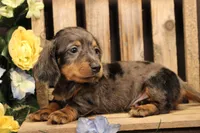 M2(LONGHAIR), a male Miniature Dachshund for sale in Wisner, LA – 1 of 2